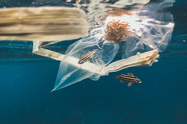 What should you know about Single-use plastic bags?